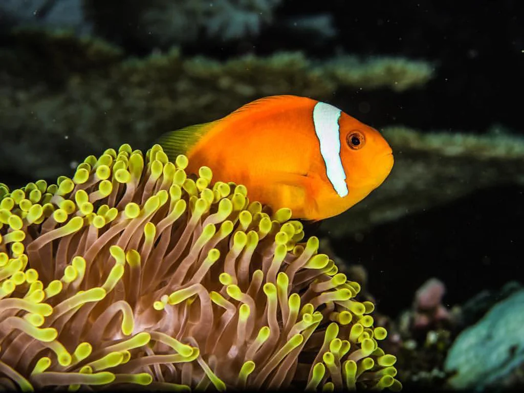 潜水王国 - pic 2