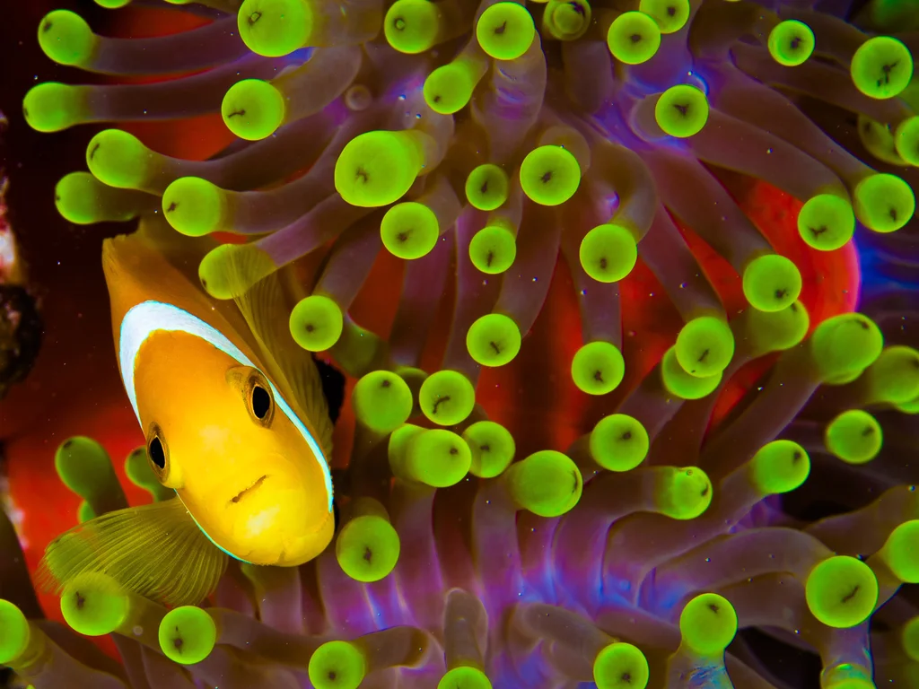 潜水王国 - pic 3