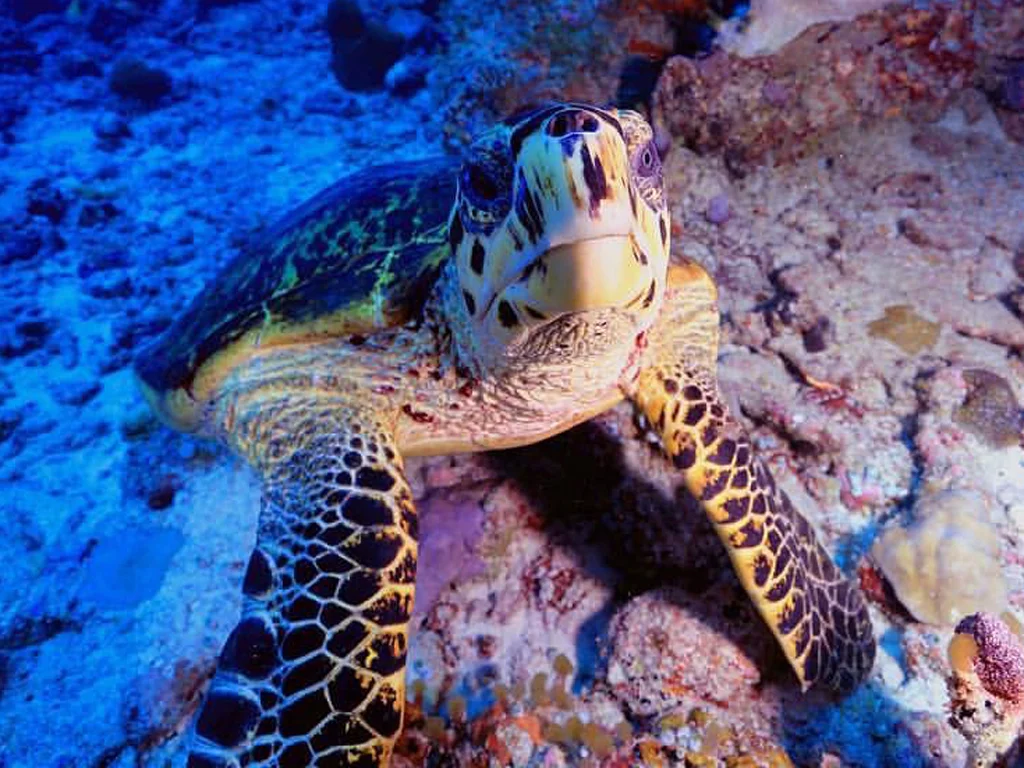 潜水王国 - pic 1