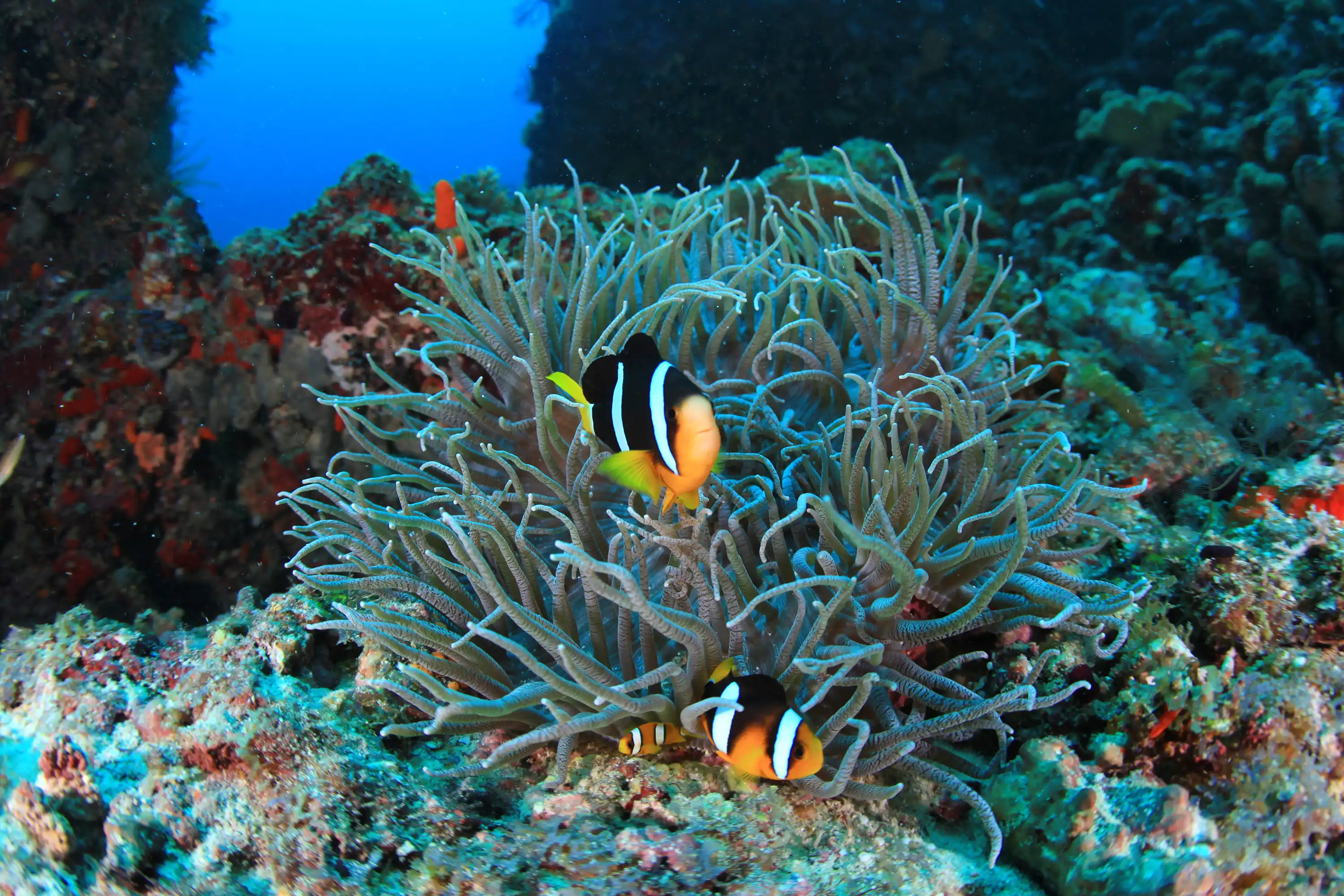 海洋潜水中心 - pic 2