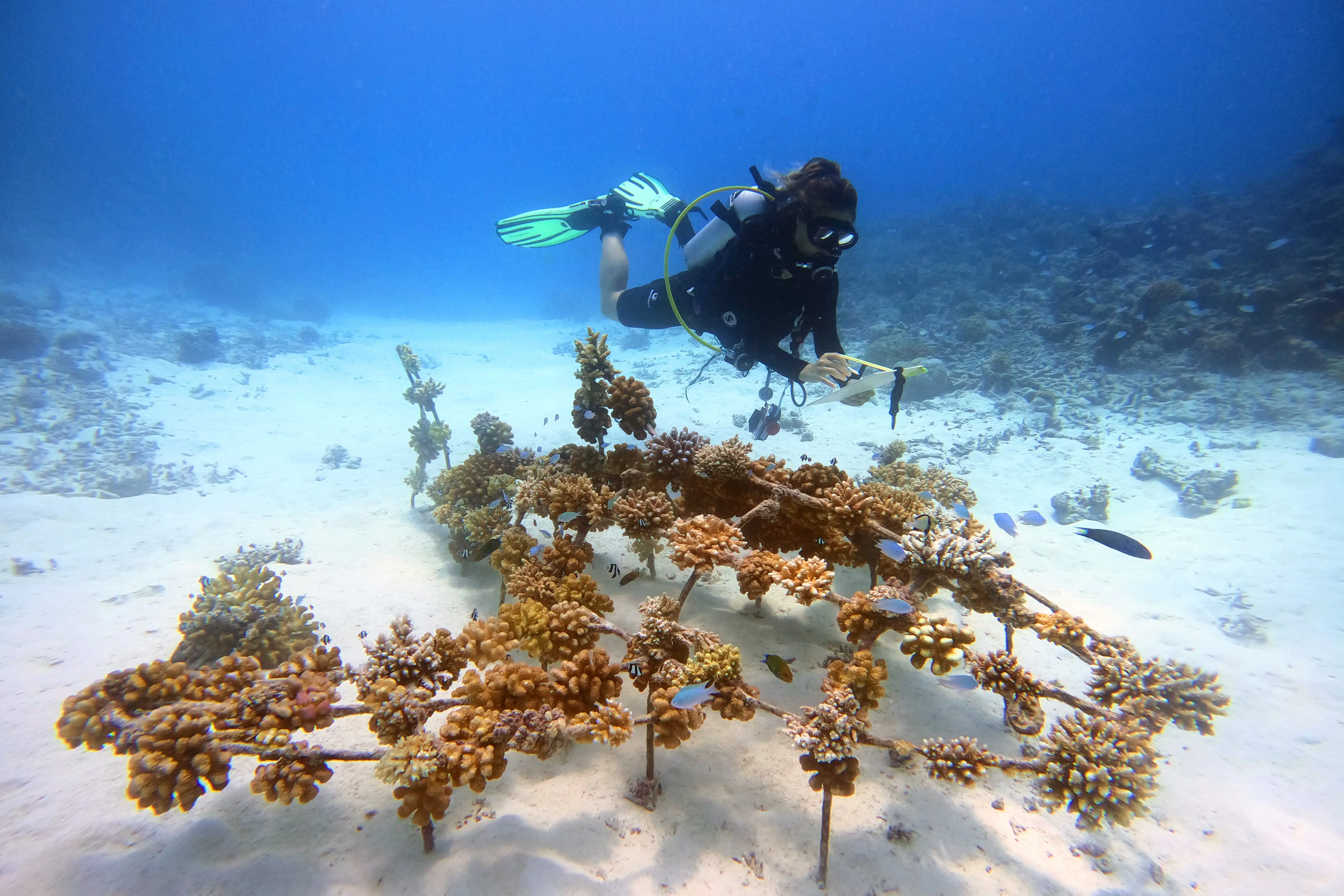 海洋潜水中心 - pic 4