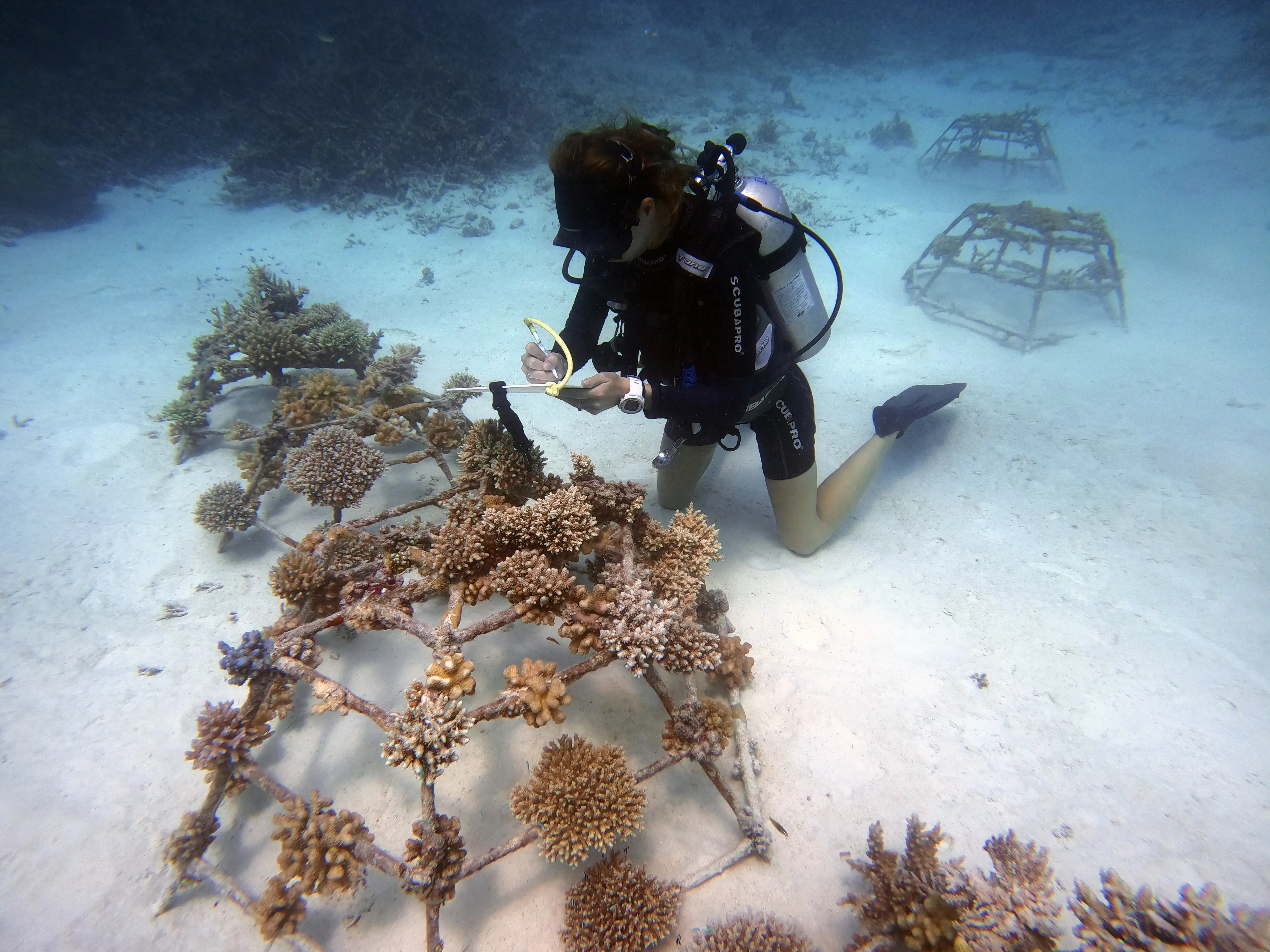 海洋潜水中心 - pic 5