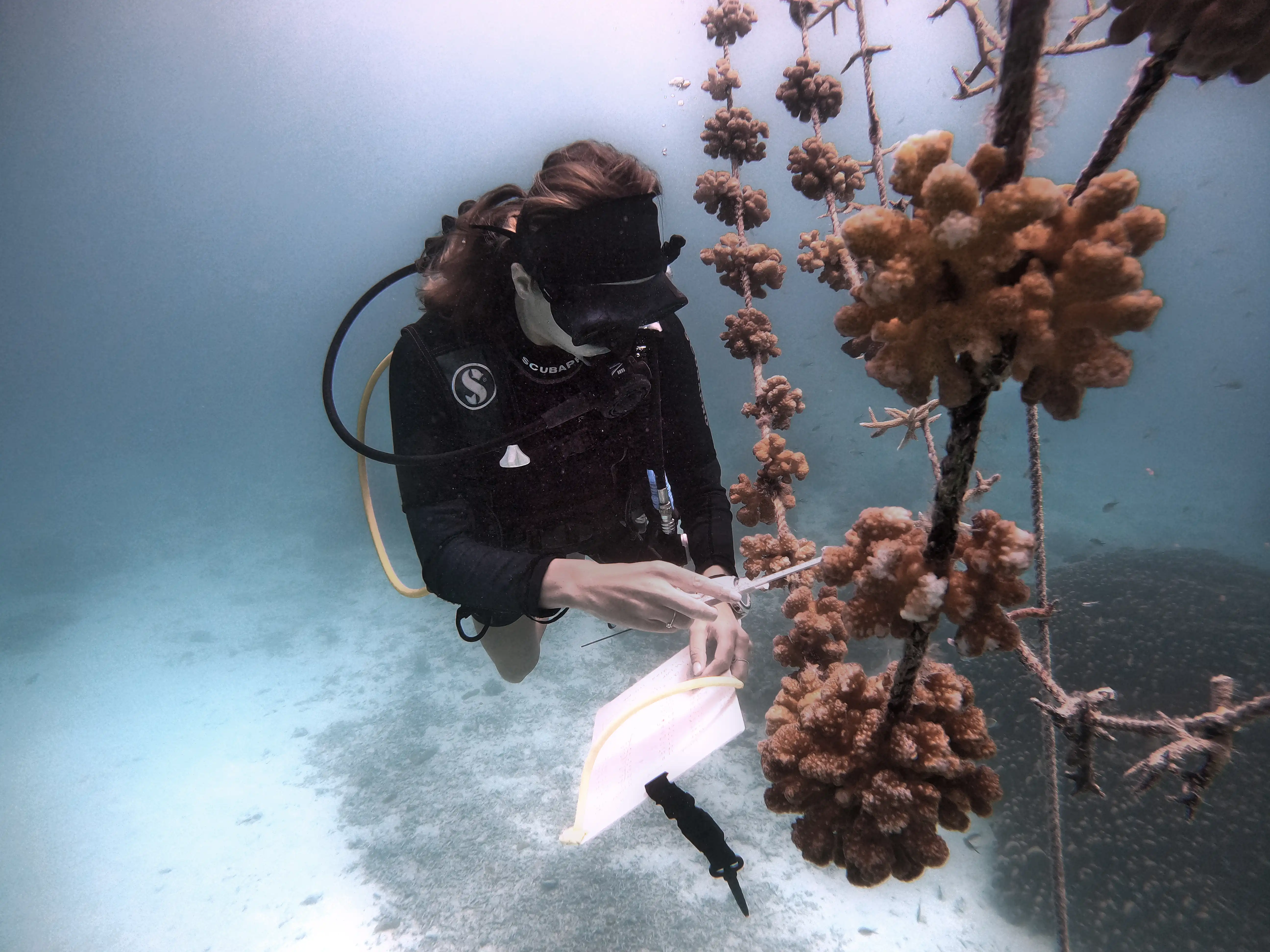 海洋潜水中心 - pic 3