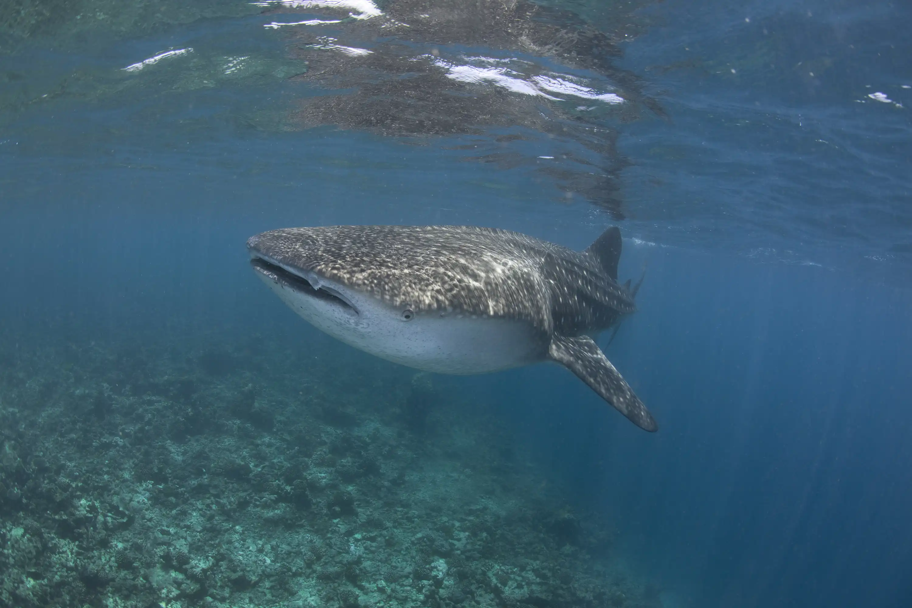 海洋潜水中心 - pic 12