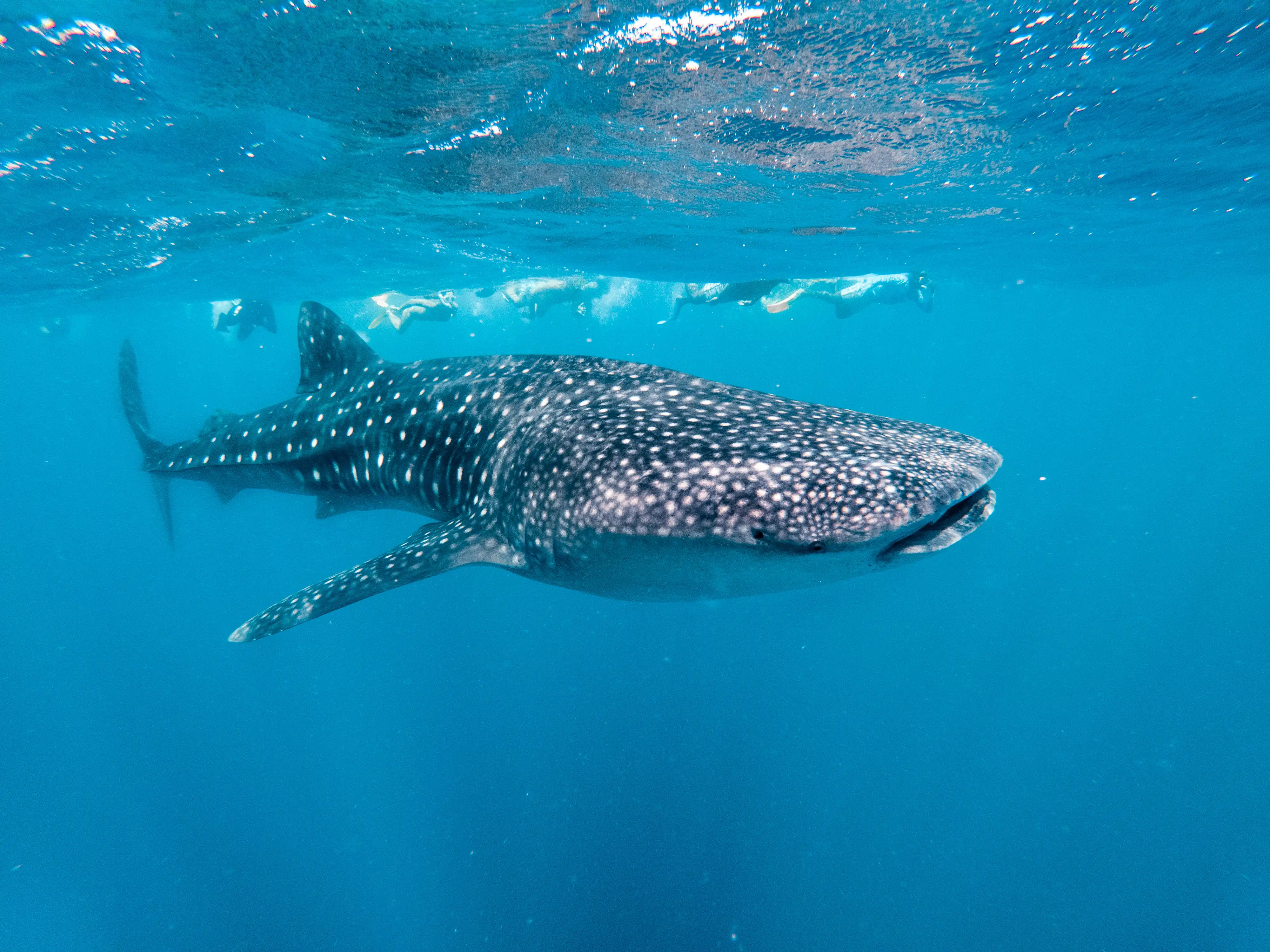 海洋潜水中心 - pic 13