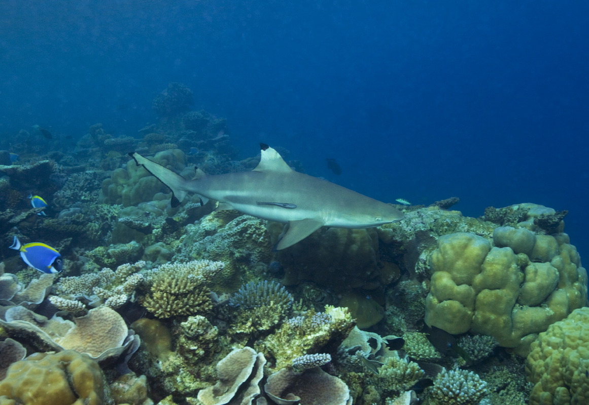 Marine Center - pic 6