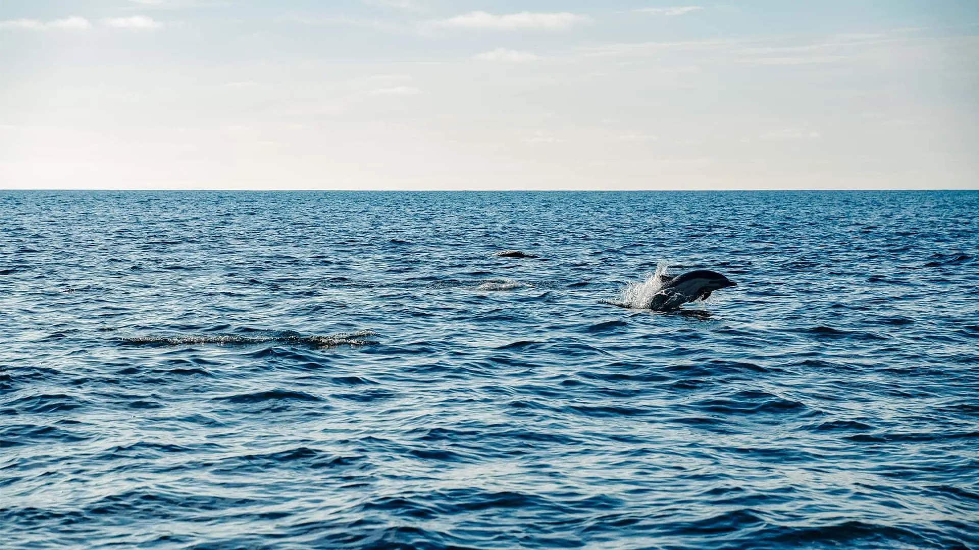 ダワ・イフル・マルディブ - 图片 5