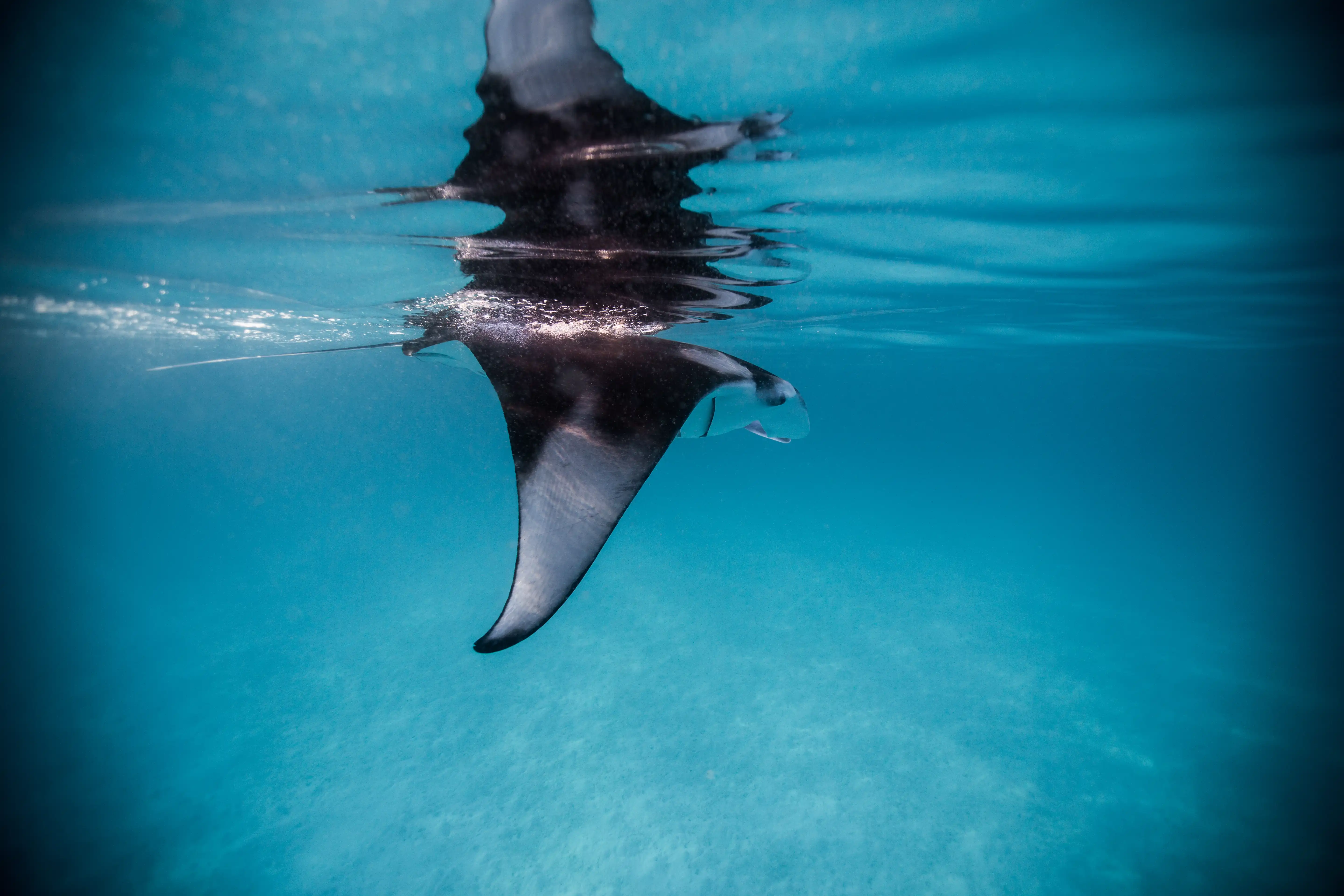 Ocean Dive Centre - pic 5