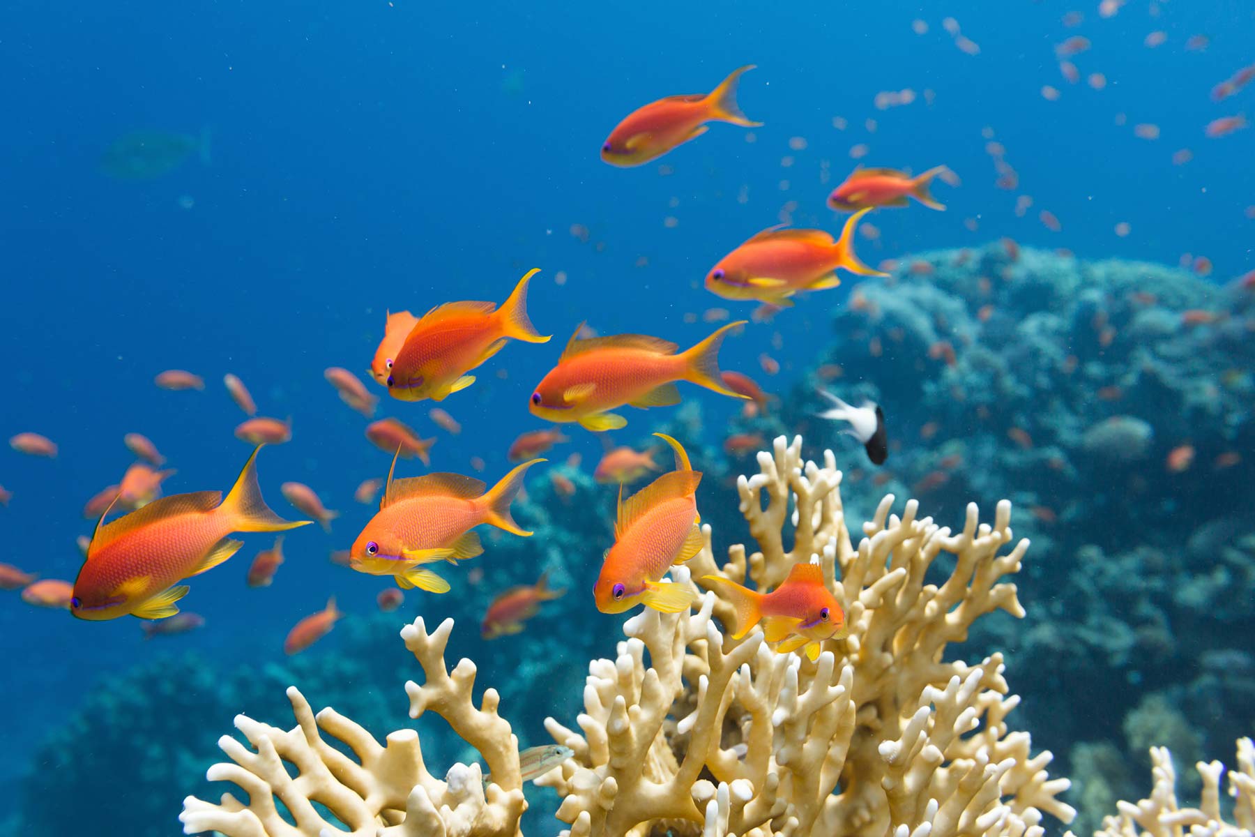 Diving Facilities & Courses - pic 7