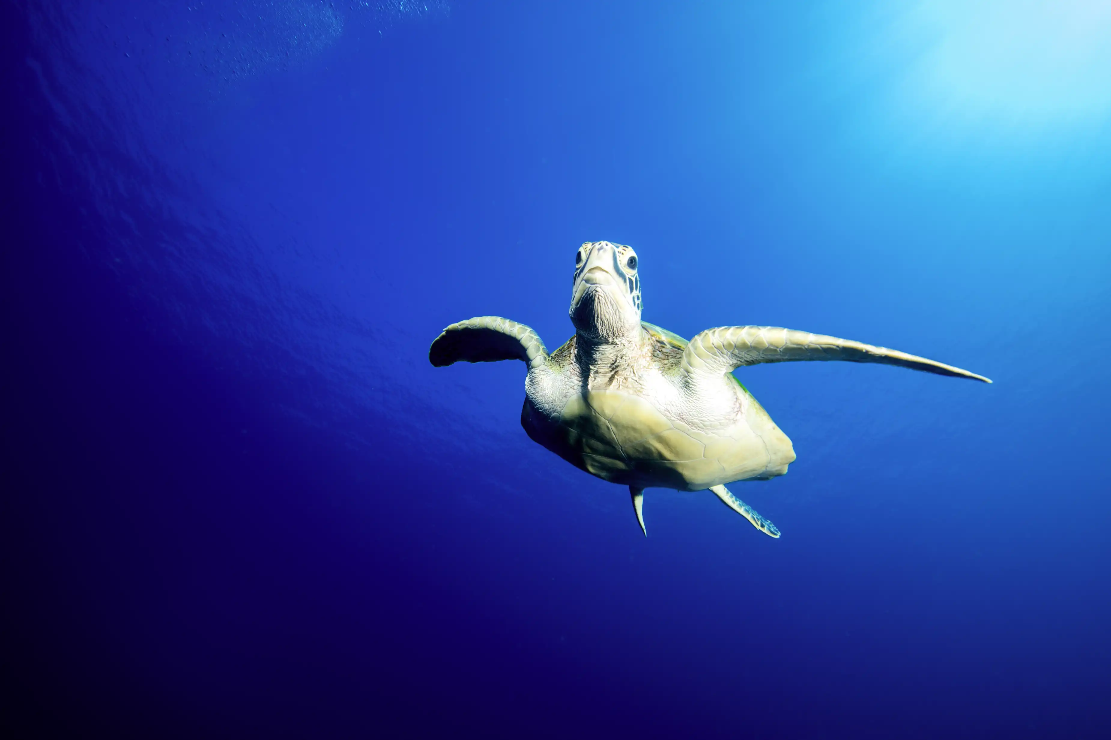 Suvadiva Diving Centre 潜水中心 - pic 3