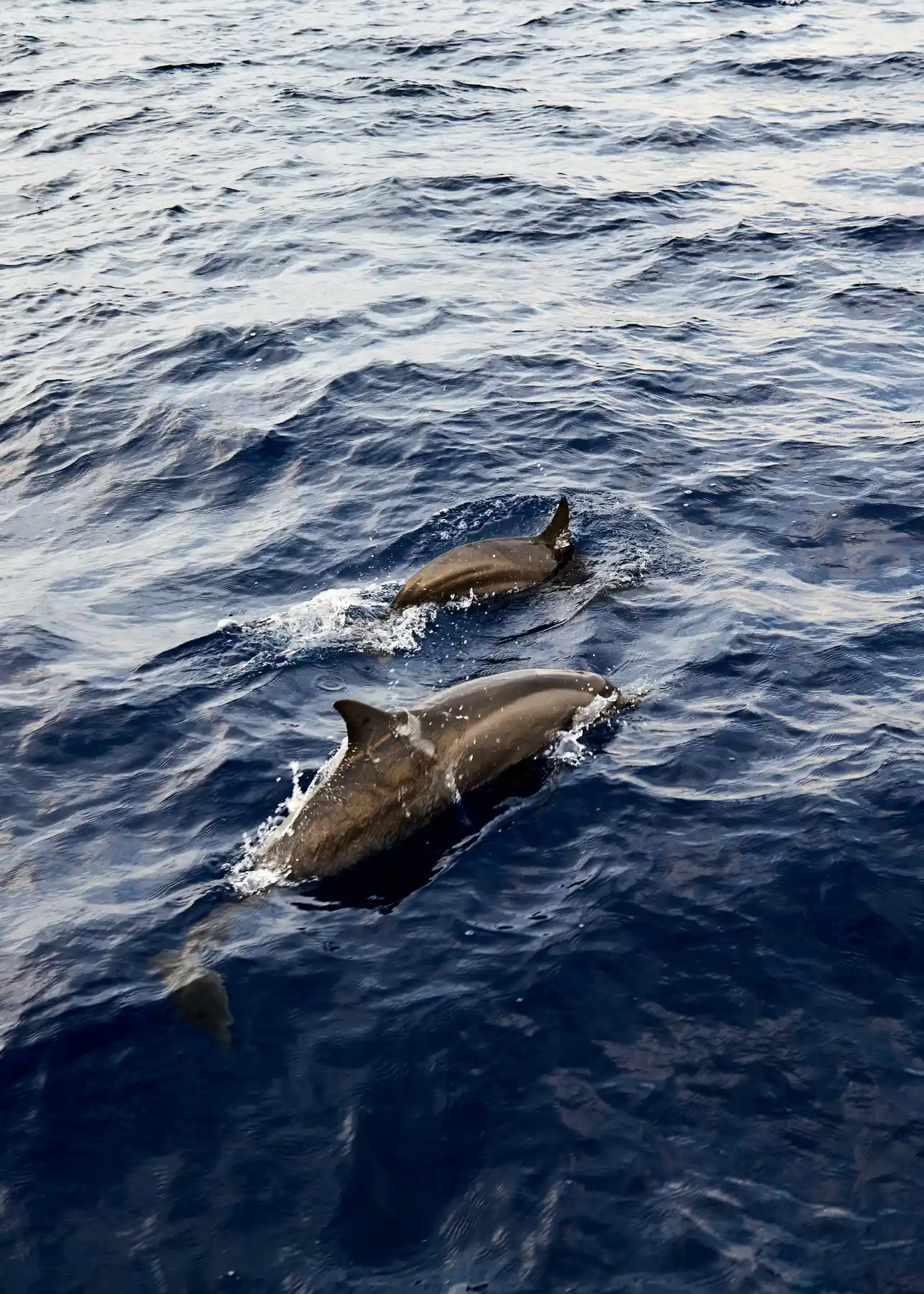 Dive Center & Watersports - pic 10