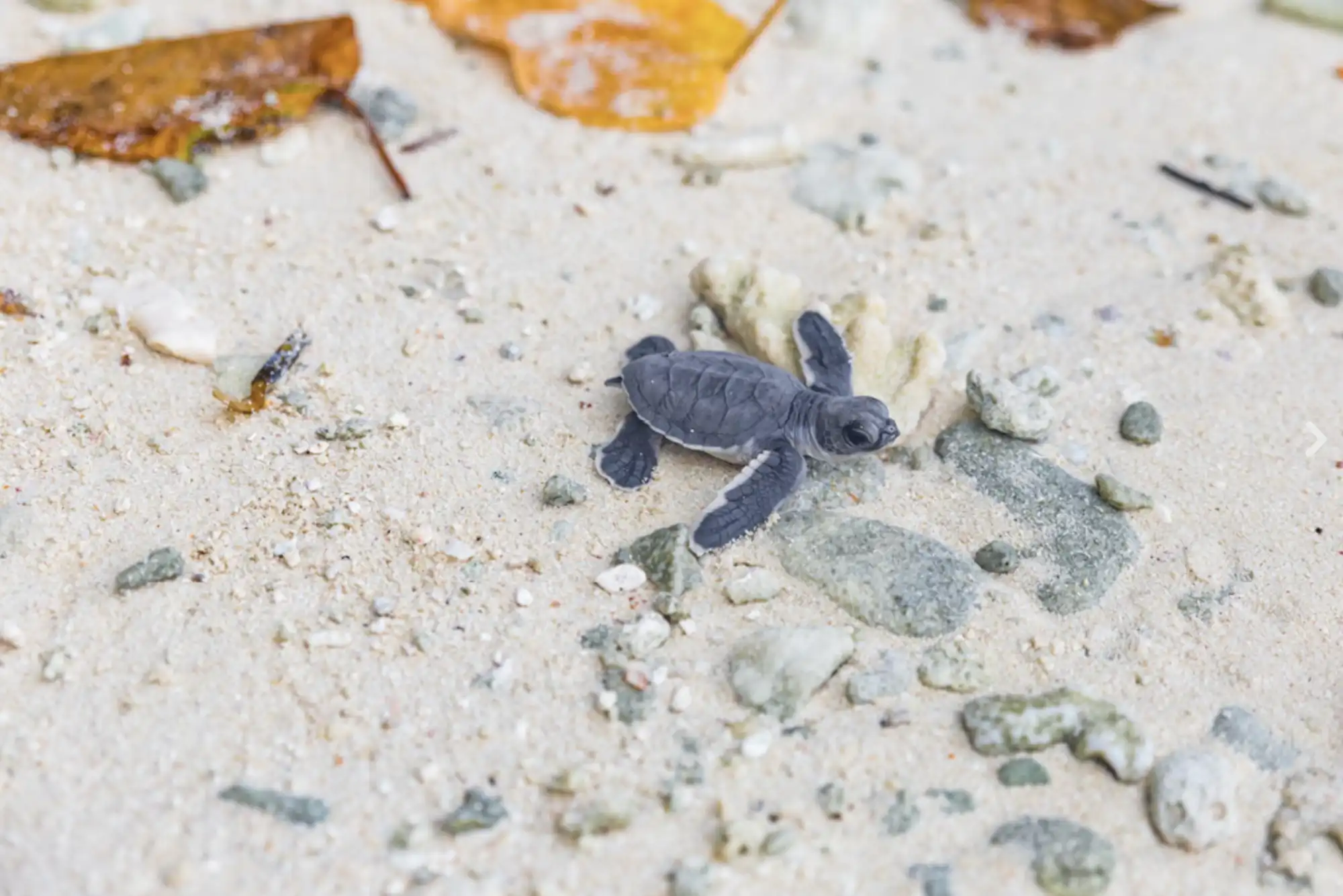 ソネバ ジャニ (Soneva Jani)